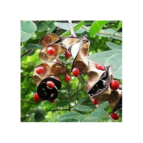 Coral Bean Plant For Planting Heirloom Non Gmo For Planting Flower Seeds for Home Garden Planting, [neera-v5-ff8e0a90c188c70b2cda]