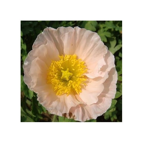Pale Pink Iceland Poppy Flower Seeds for Planting [neera-v5-ff8f95ce370663f23fb5]
