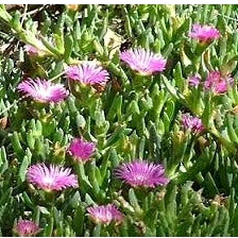 Native Pigface Flower Seeds [neera-v5-ff914ba575e3839e0ac7]