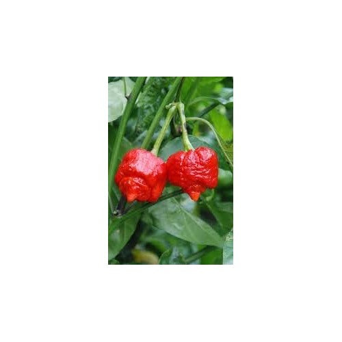 Heirloom Non-GMO Trinidad Hot Pepper Seeds for Planting [neera-v5-ff98484b5b57ec8c690c]