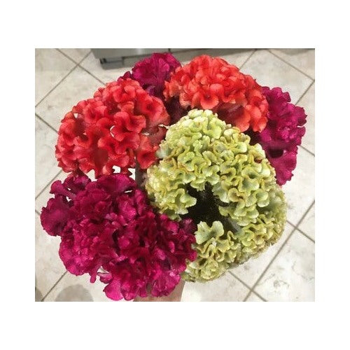 Celosia Cristata Mix Cockscomb Organic Free Sh Heirloom Non Gmo Flower Seeds Home Garden [neera-v5-ffad219d6df0540010a1]