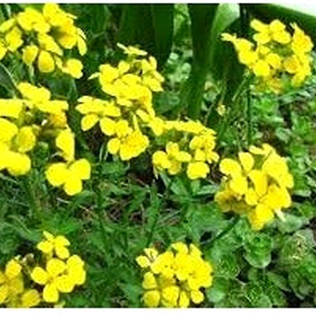 Heirloom Non-GMO Wallflower Seeds for Planting [neera-v5-ffbcdd2e552c157898ab]