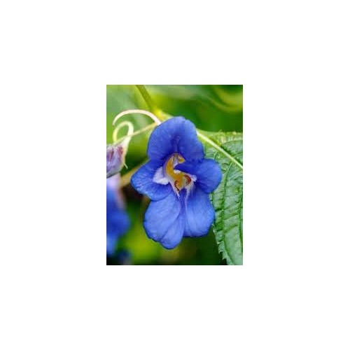 Blue Impatiens Seeds for Planting [neera-v5-ffc20626601abc74782f]