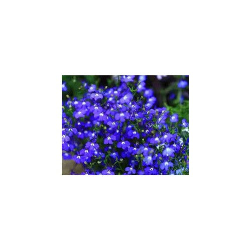 Blue Creeping Thyme Flower Seeds for Planting [neera-v5-ffc335dff5606c9c8d99]