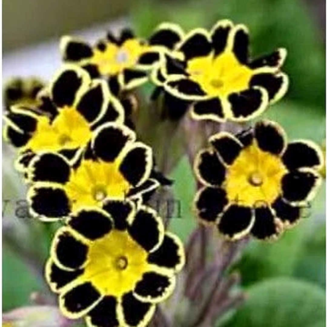 Yellow Black Primrose Flower Flower Seeds for Home Garden Planting, Ornamental Organic Blooming [neera-v5-ffd242f1ab03fac13492]