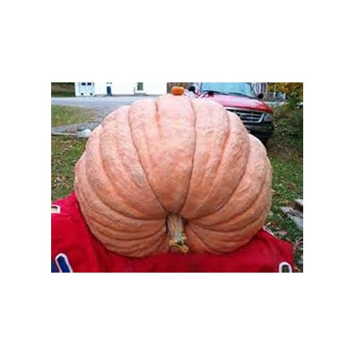 Orange Giant Pumpkin Vegetable Seeds for Planting [neera-v5-ffdd228e2a48fa0b2217]