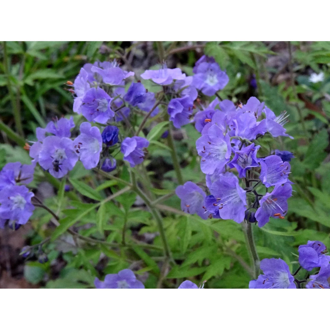 Phacelia bipinnatifida Fernleaf Phacelia Seeds | Rare Native Biennial Wildflower | Heirloom, Non-GMO, High Germination Organic Garden Seed for Pollinators [neera-v5-fff219b43ad0c666c417]