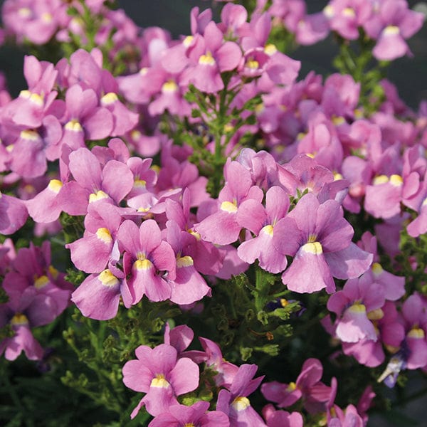 Organic Heirloom Nemesia Flower Seeds for Planting – Pink Poetry Blooms, Non-GMO High Germination Organic Garden Seeds