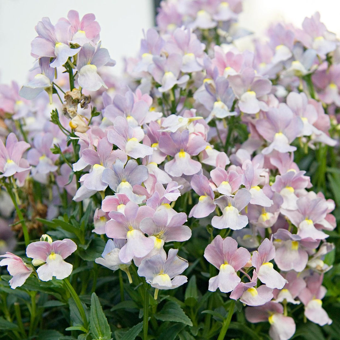 Organic Heirloom Nemesia Flower Seeds for Planting – Pink Poetry Blooms, Non-GMO High Germination Organic Garden Seeds