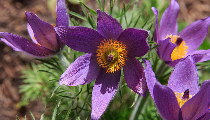 Purple Pasque Flower Seeds – Heirloom Non-GMO Perennial Seeds for Vibrant Garden Displays
