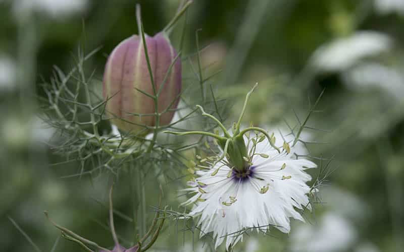 Hvide efterårsblomstfrø til udplantning - 100 stk