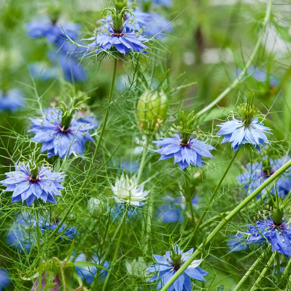 Heirloom Love-in-a-Mist Flower Seeds, Non-GMO Delicate Blooms for Cottage-Style Garden Planting