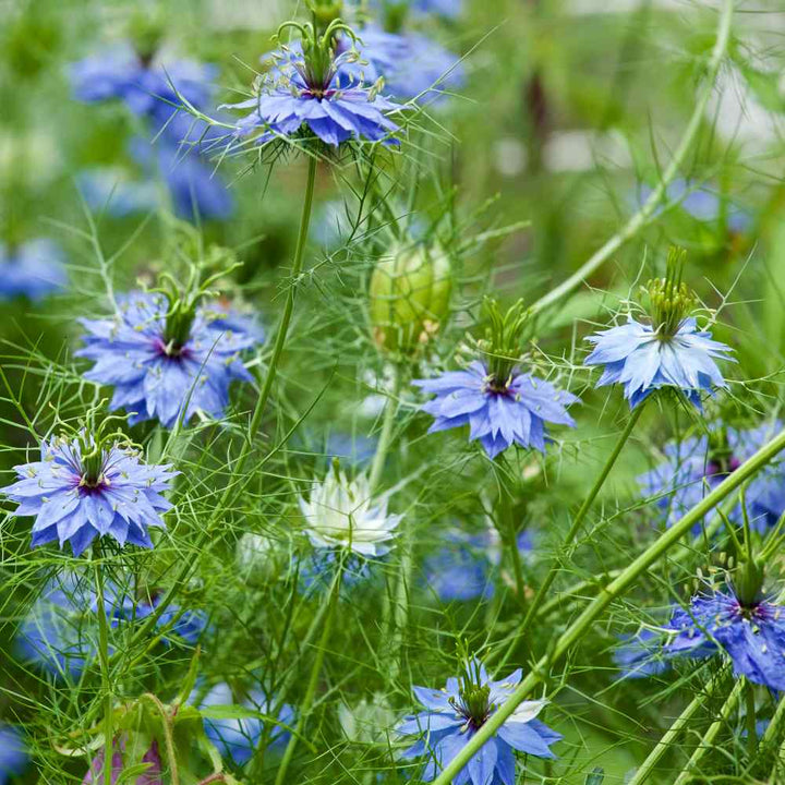 Heirloom Love-in-a-Mist Flower Seeds, Non-GMO Delicate Blooms for Cottage-Style Garden Planting