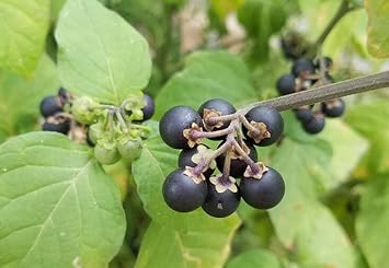 Nigrum Berry (Black Currant) Fruit Seeds for Planting