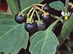 Nigrum Berry (Black Currant) Fruit Seeds for Planting
