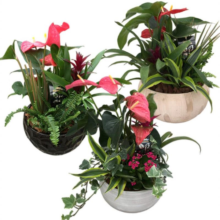 Anthurium flerfarvede blomsterfrø til plantning - 100 stk