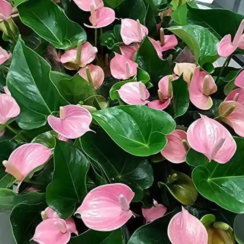 Heirloom Non-GMO Anthurium Andraeanum Flower Seeds for Planting – Exotic Tropical Indoor Garden Blooms