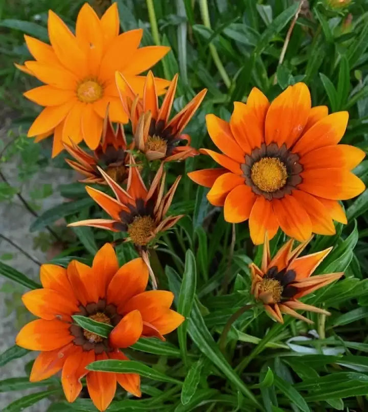 Gazania Blomsterfrø til Plantning - Rød 100 stk