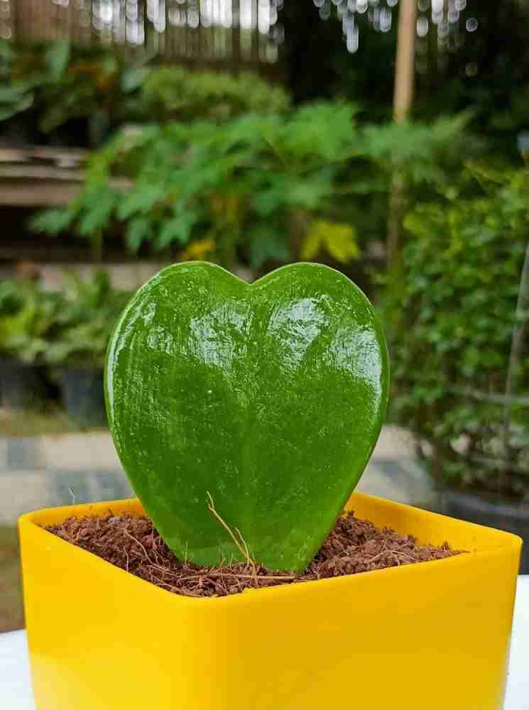 Green Hoya Kerrii Plant Seeds for Planting - 100 pcs