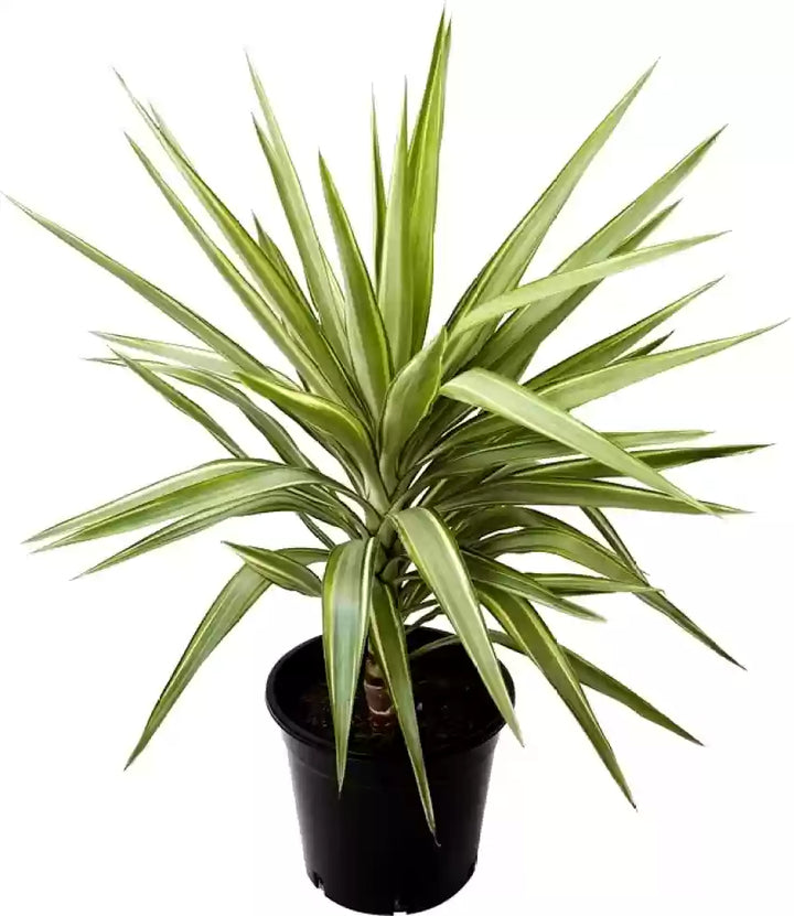 Grønne Dracaena palmeplantefrø til have - 100 stk