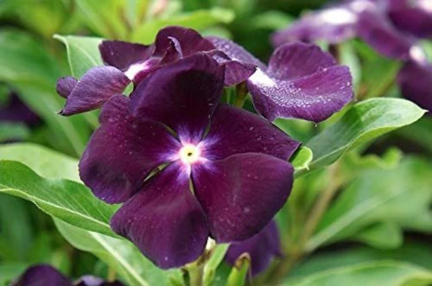 Periwinkle Vinca Dark Purple Flower Seeds for Planting 100 pcs