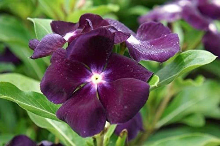 Periwinkle Vinca Mørk lilla blomsterfrø til plantning 100 stk