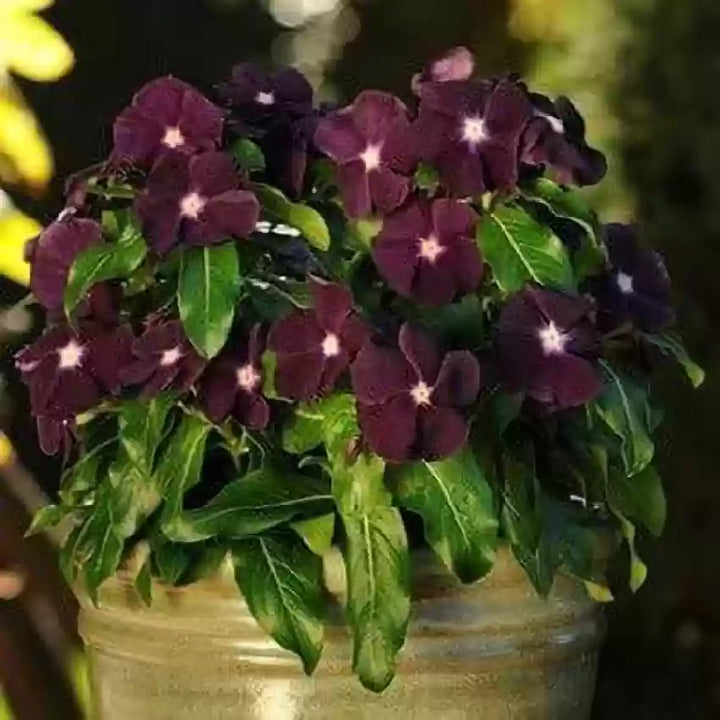 Periwinkle Vinca Dark Purple Flower Seeds for Planting 100 pcs