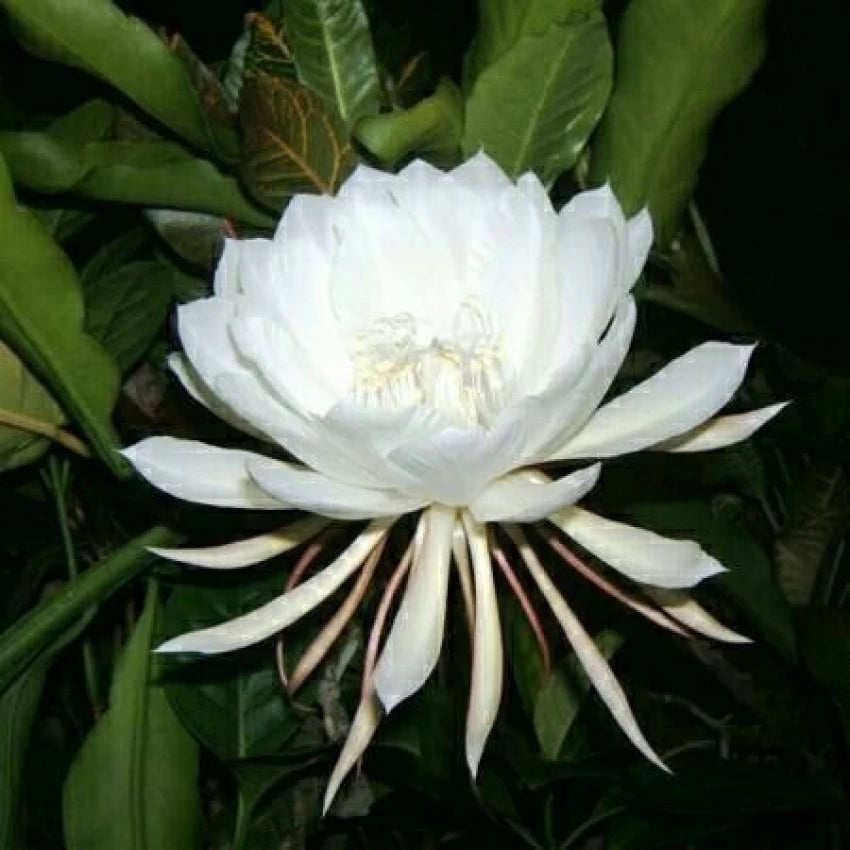 Cereus blomsterfrø til udplantning, 100 stk