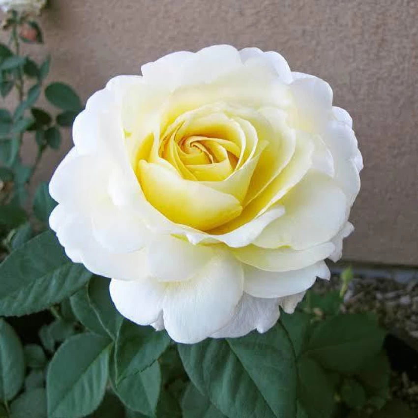 white yellow flower seeds