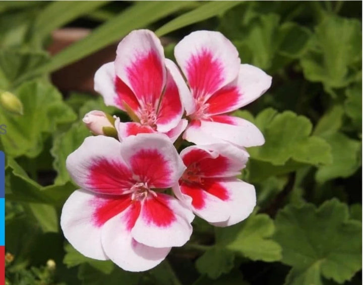 Friske Geranium Pelargonium frø til udplantning, Pink White 100 stk