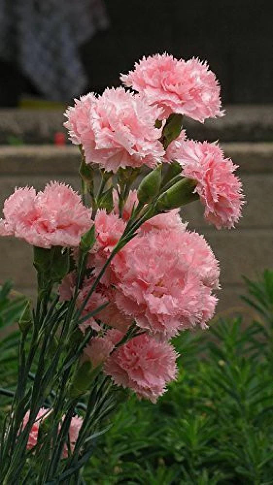 Carnations Flower Seeds for Planting - Light Pink 100 pcs