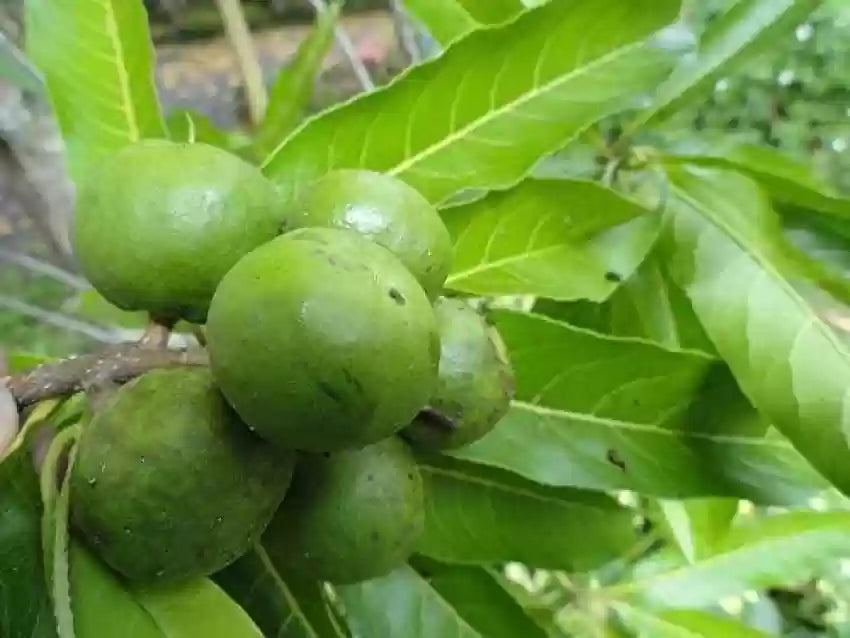 Rudraksha plantefrø til plantning 100 stk