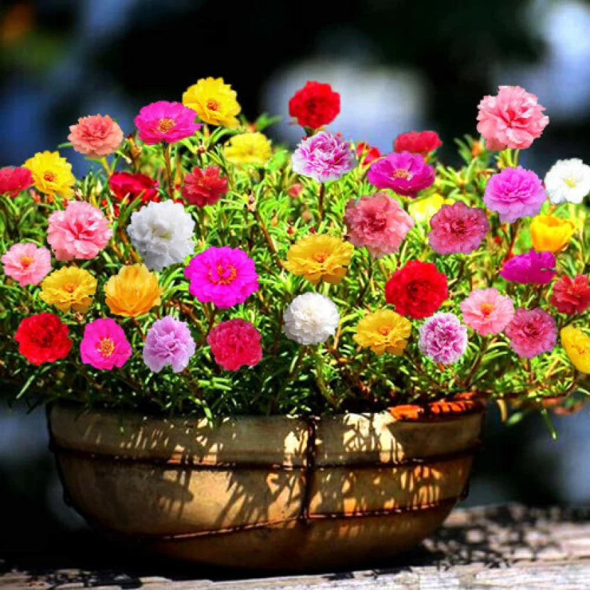 Mix Miniature Rose Flower Seeds for Planting - 100 pcs