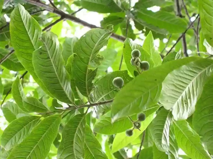 Rudraksha Plant Seeds for Planting 100 pcs