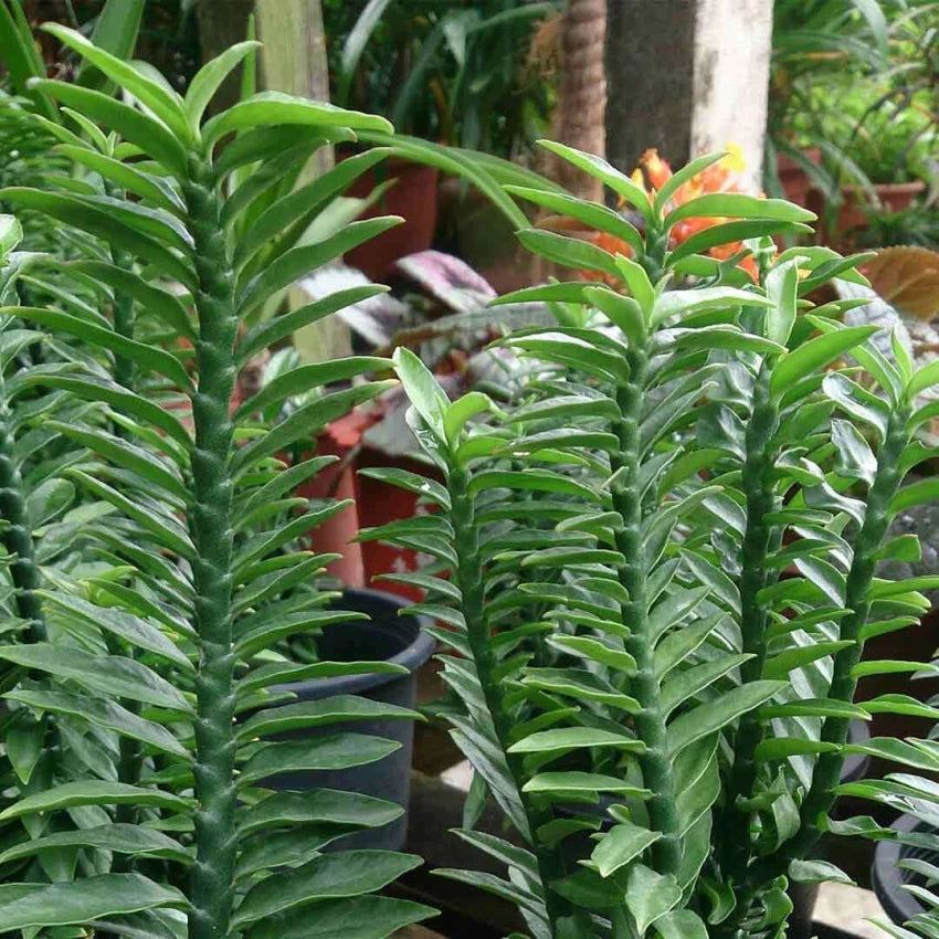 Grøn Pedilanthus Plantning af frø til have 100 stk