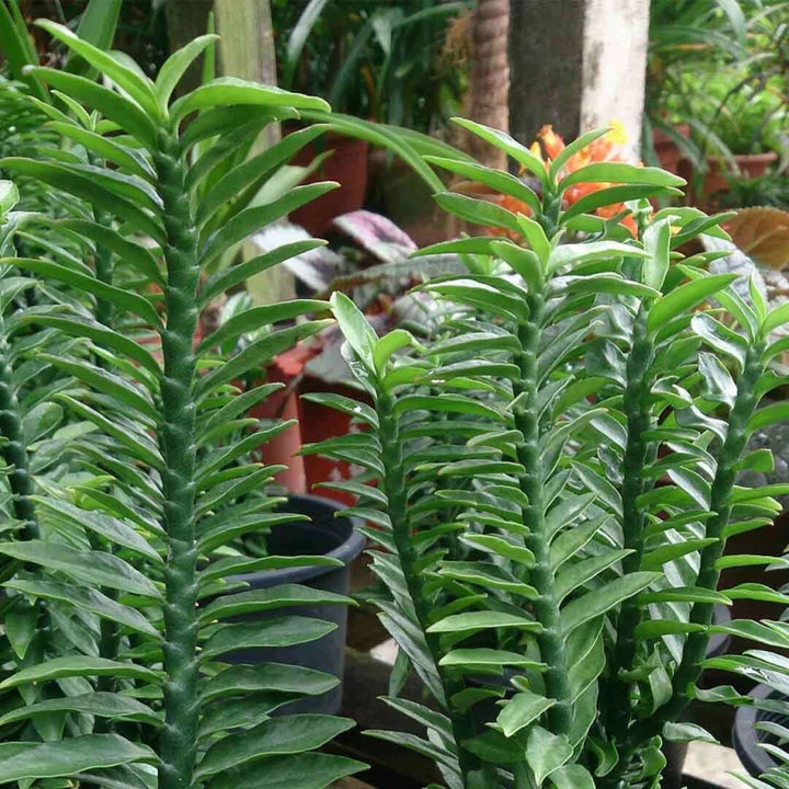 Grøn Pedilanthus Plantning af frø til have 100 stk