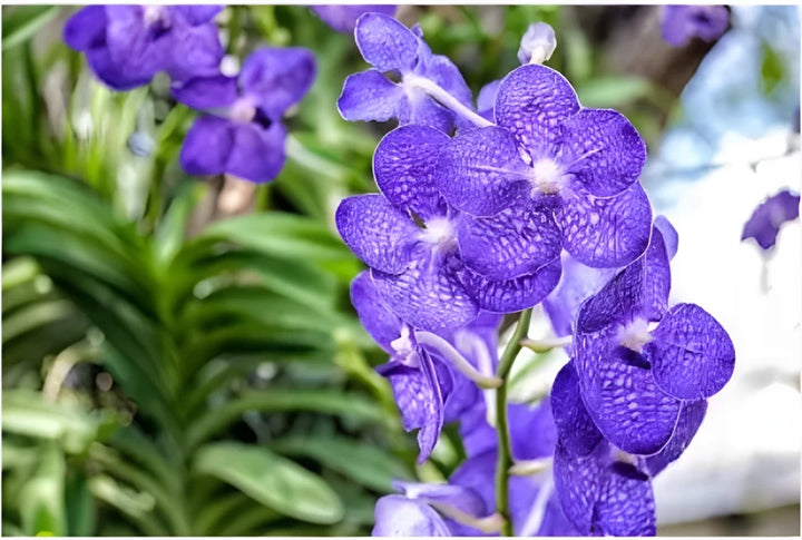 Violet Vanda Orchid Blomsterfrø til udplantning - 100 stk