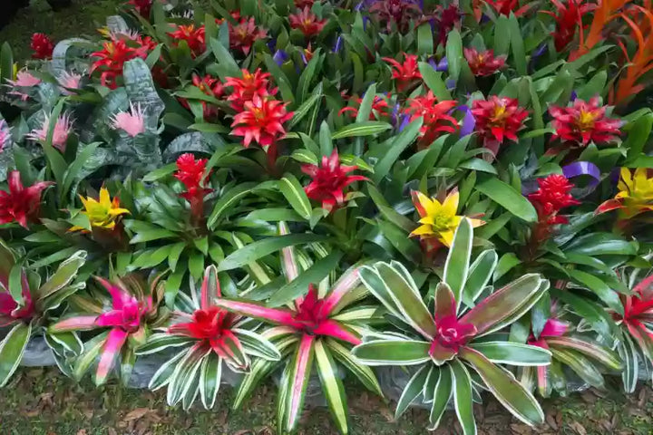 Blandede Bromelia Tillandsia Plantefrø - 100 stk