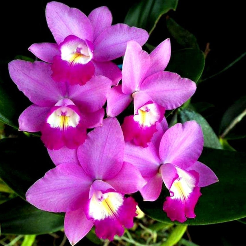 Pink Cattleya Flower Seeds for Planting - 100 pcs