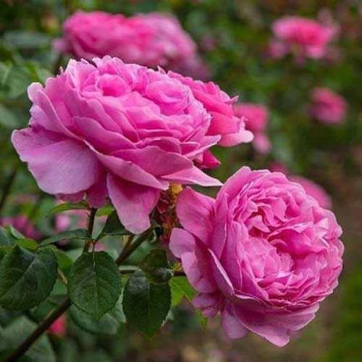 Pink Damask Rose Flower Seeds for Planting - 100 pcs