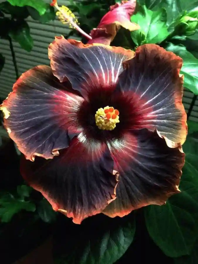 white black flower seeds