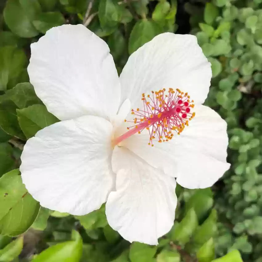 Hvide Hibiscus Blomsterfrø til Plantning ,Heirloom Frø -100 stk