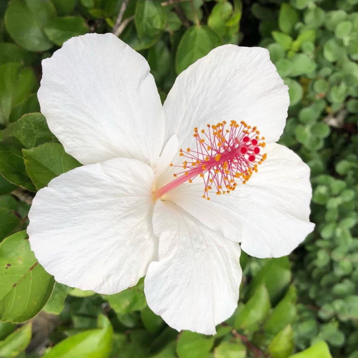 White Hibiscus Flower Seeds for Planting ,Heirloom Seeds -100 pcs