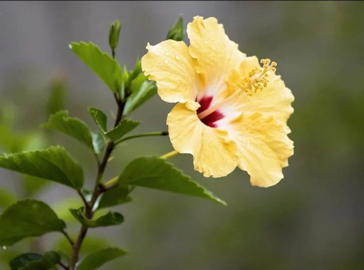 Lys orange Hibiscus Blomsterfrø - 100 stk