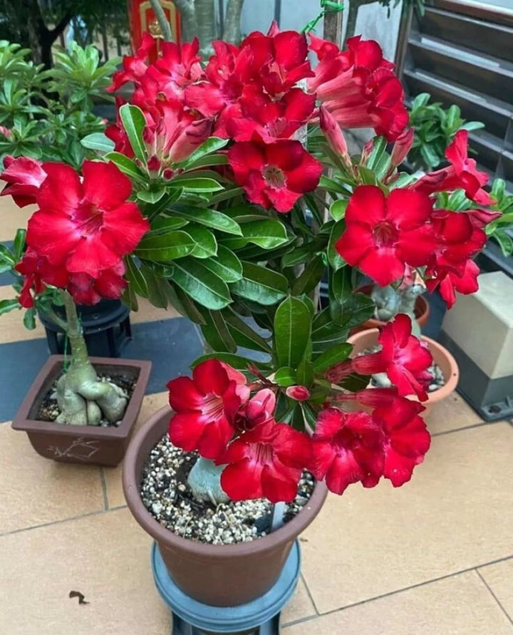 Clear Adenium Obesum Flower Seeds for Planting – Heirloom, Non-GMO, High Germination Desert Rose Bonsai Seeds