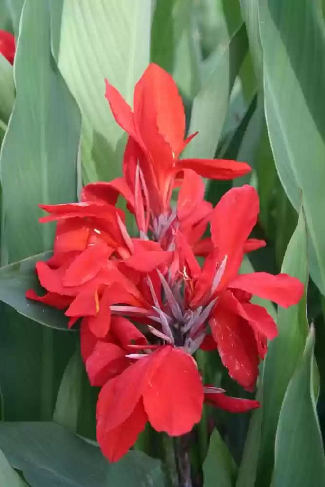 pyrostegia venusta flower seeds