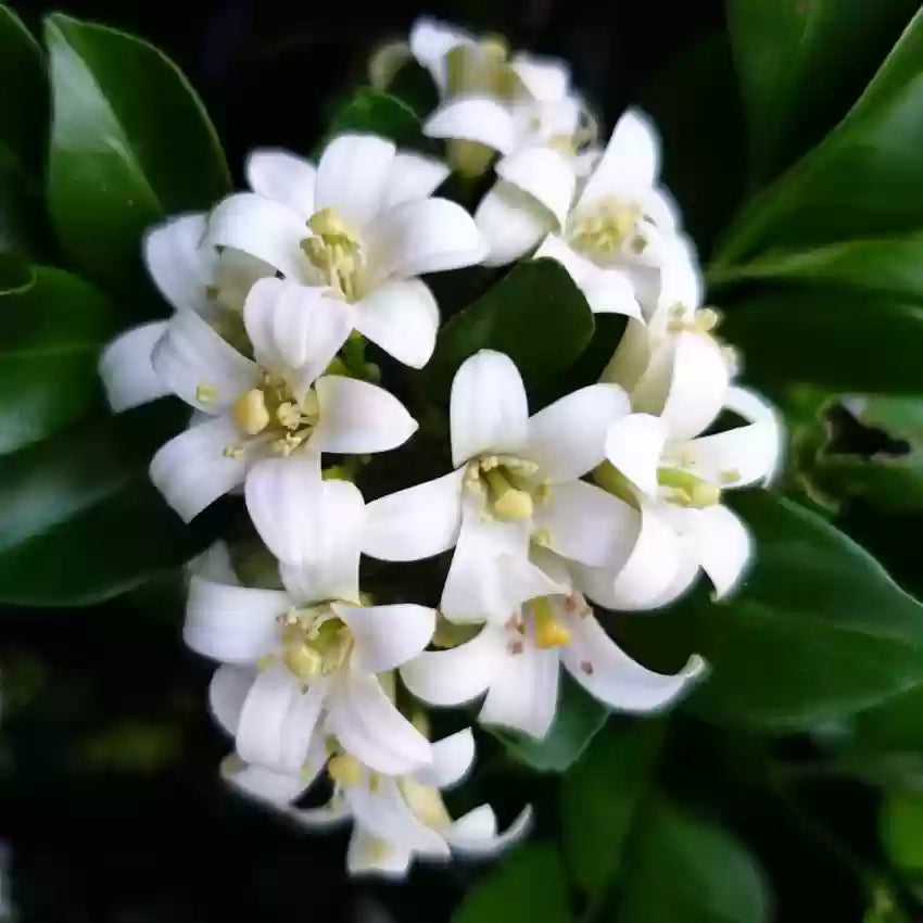 Murraya Paniculata Blomsterfrø til udplantning 100 stk