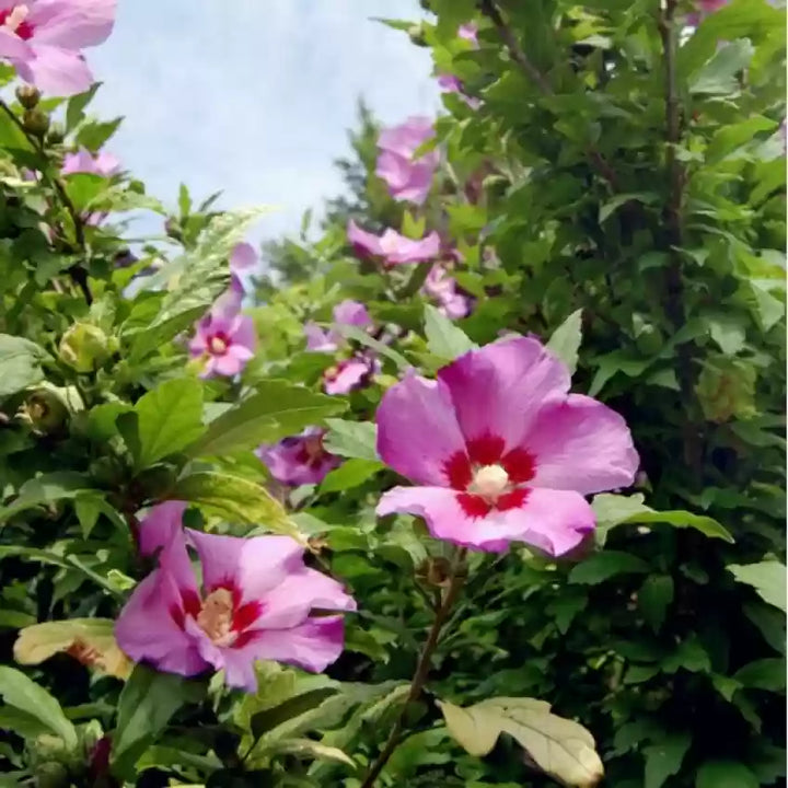 Rose of Sharon Hibiscus Seeds for Planting – Heirloom Non-GMO Flower Garden Seeds | High Germination