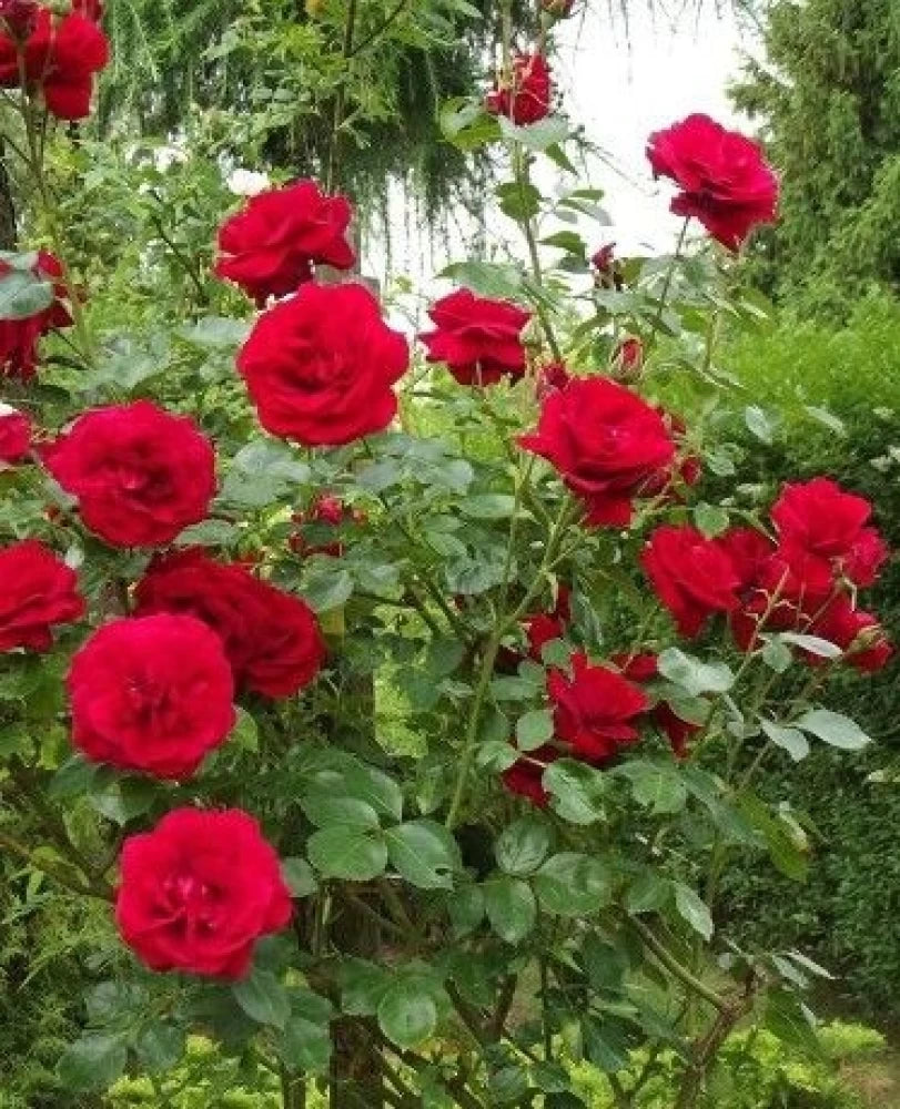 Rød Pink Klatrerose Blomsterfrø til udplantning - 100 stk