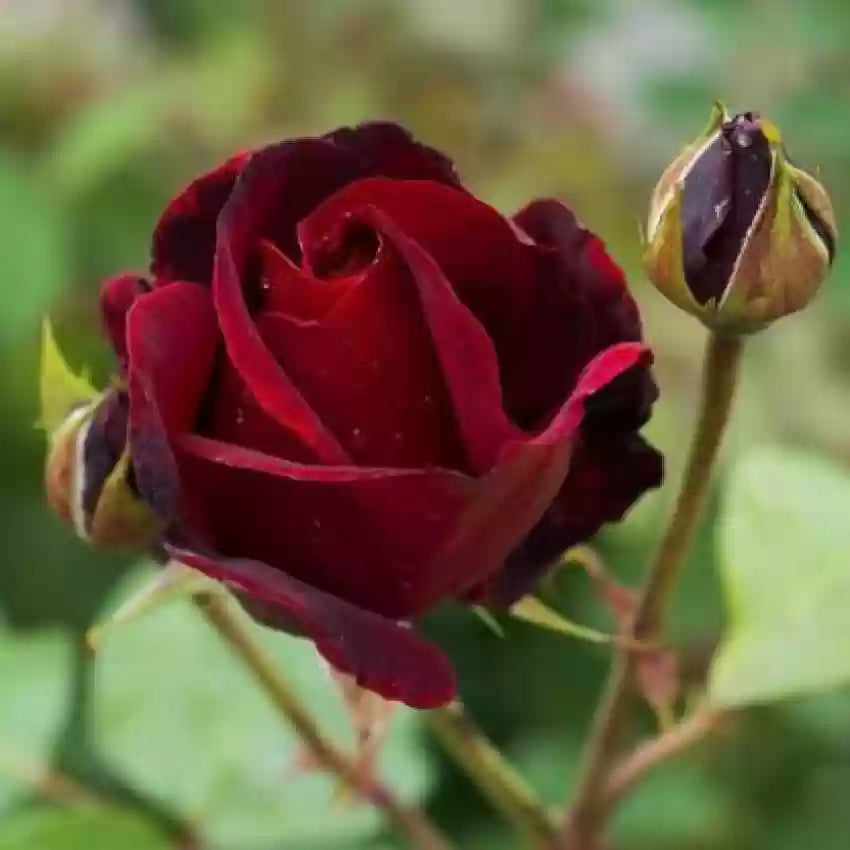 Rose Flower Seeds for Planting Maroon Red 100 pcs